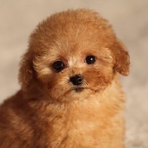 Meet your Posher, Holly